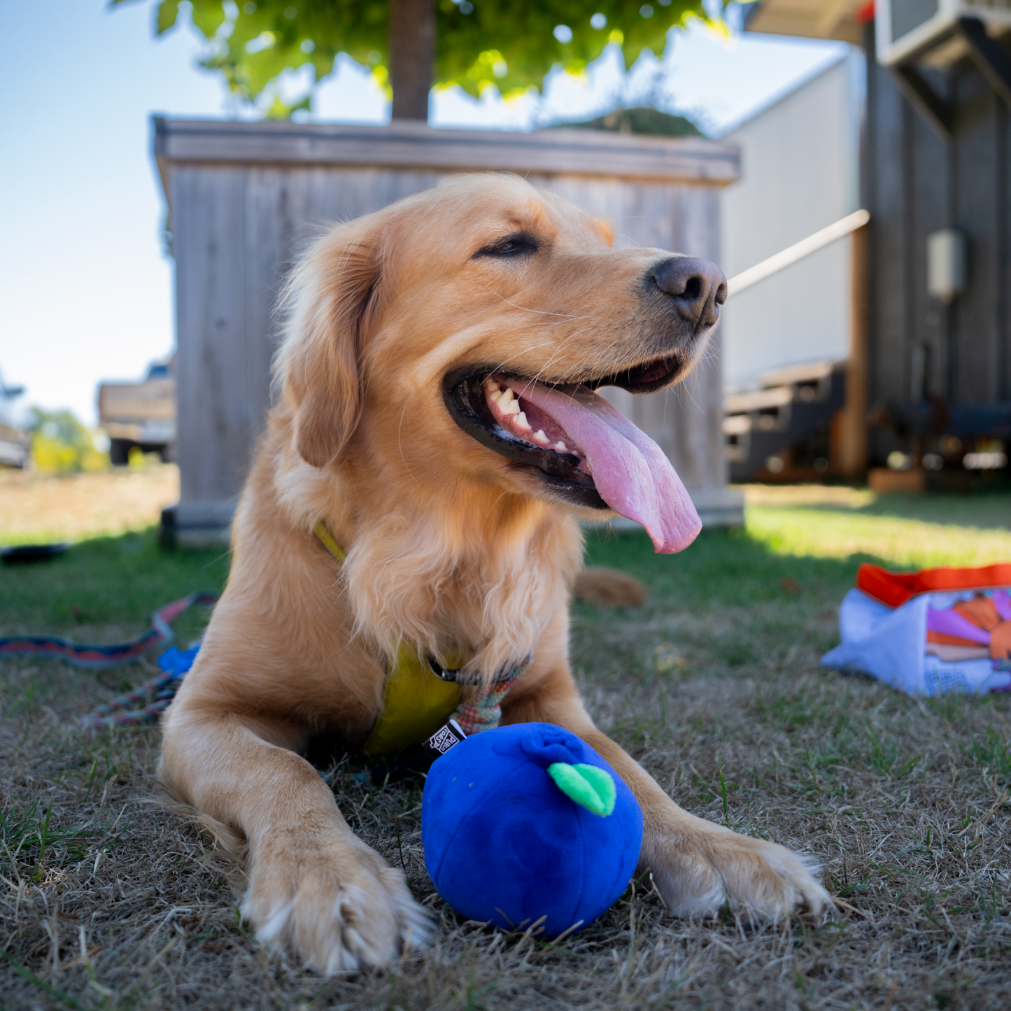 Public Coast Farm Plush Dog Toys
