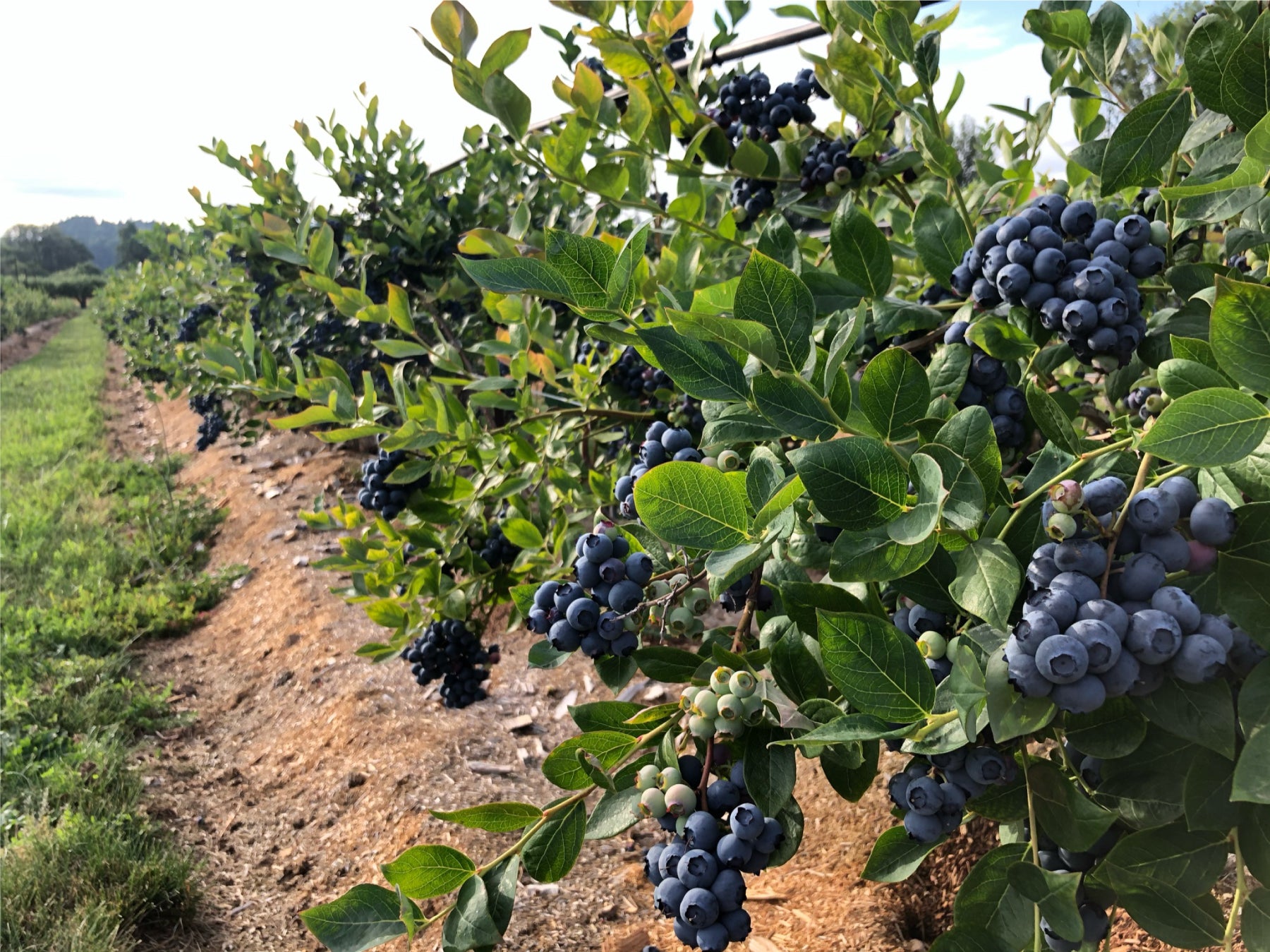 Blueberry bushes with ripe blueberries in an outdoor setting