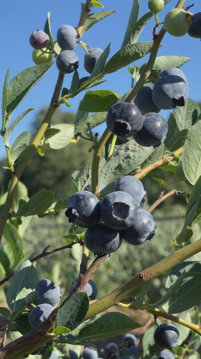 Public Coast Farm Blueberry Fruit Preserves • 14oz